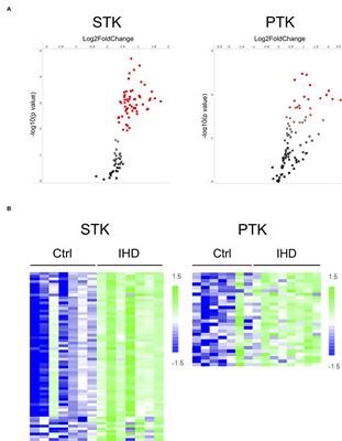 Alterations of Cardiac Protein Kinases in Cyclic Nucleotide-Dependent Signaling Pathways in Human Ischemic Heart Failure